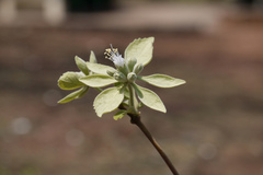 Symphorema polyandrum